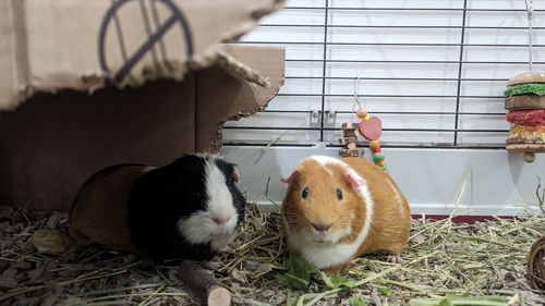 Gideon and Reed