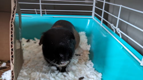 Smore