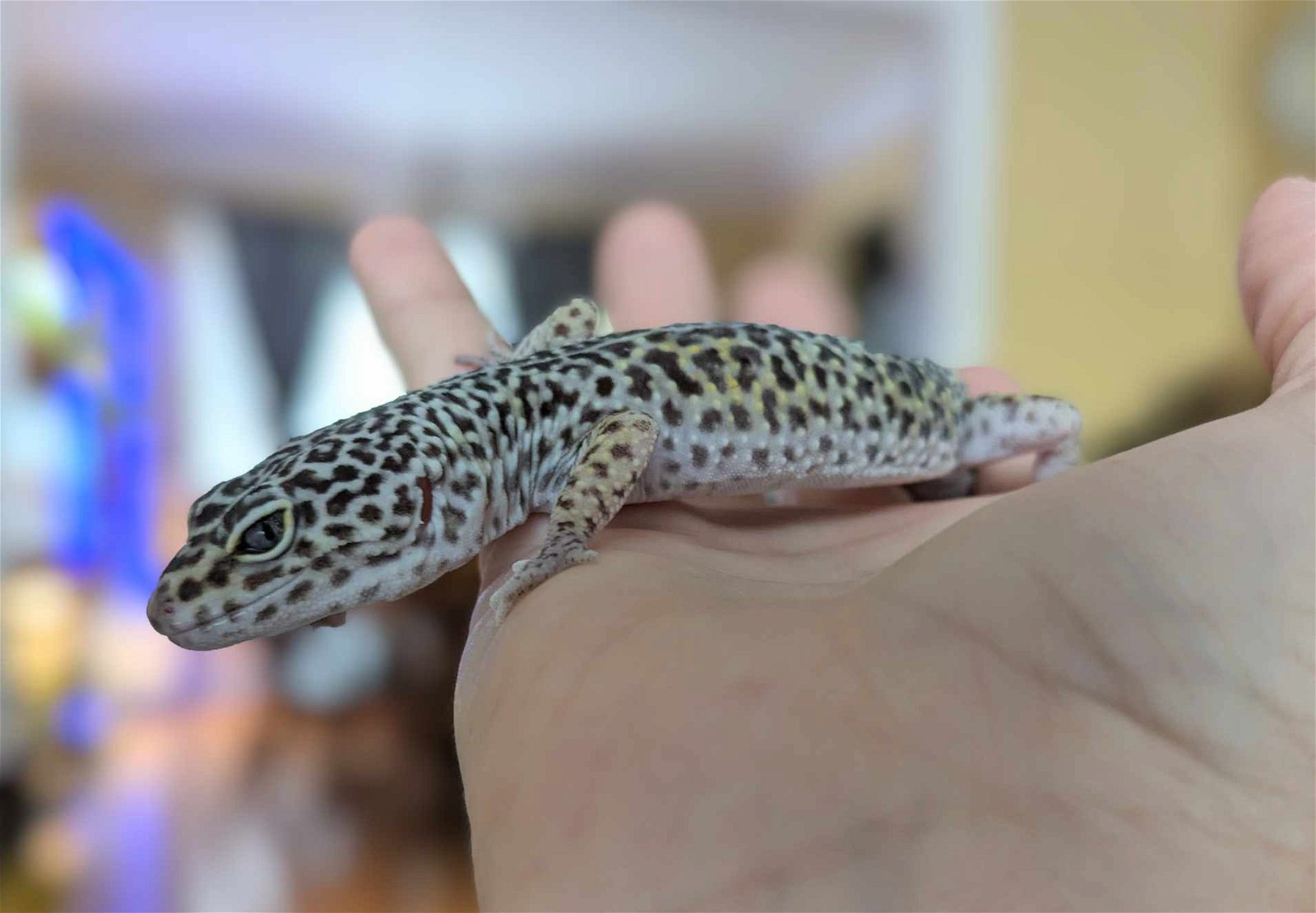 adoptable Gecko in Hinckley, IL named Kenny