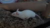Casper
