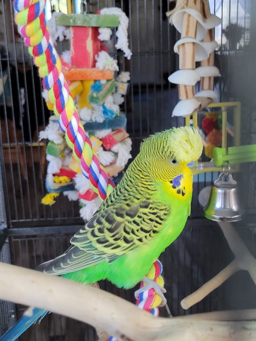 Bello and Crystal