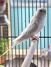 Bello and Crystal