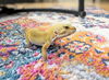 adoptable Gecko in Hinckley, IL named Sumo