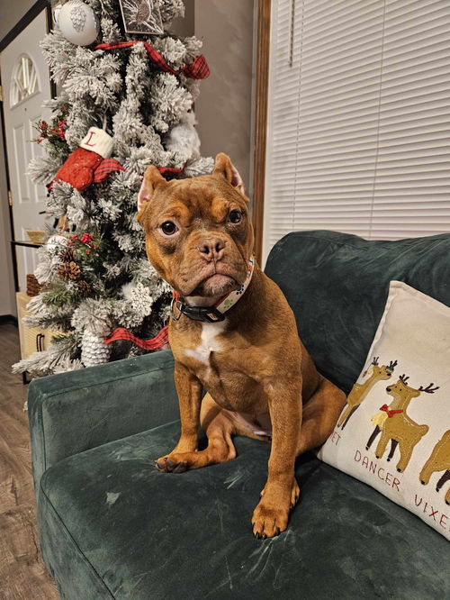 Penelope