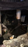 Pico de Gato