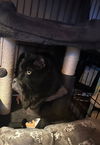 Pico de Gato