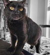 Pico de Gato