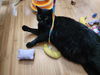 Pico de Gato