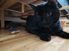 Pico de Gato
