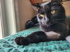 Pico de Gato
