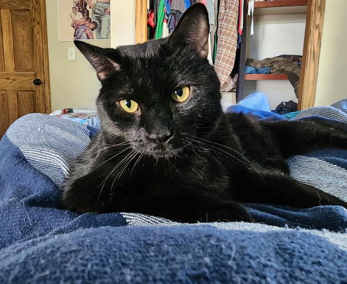 Pico de Gato