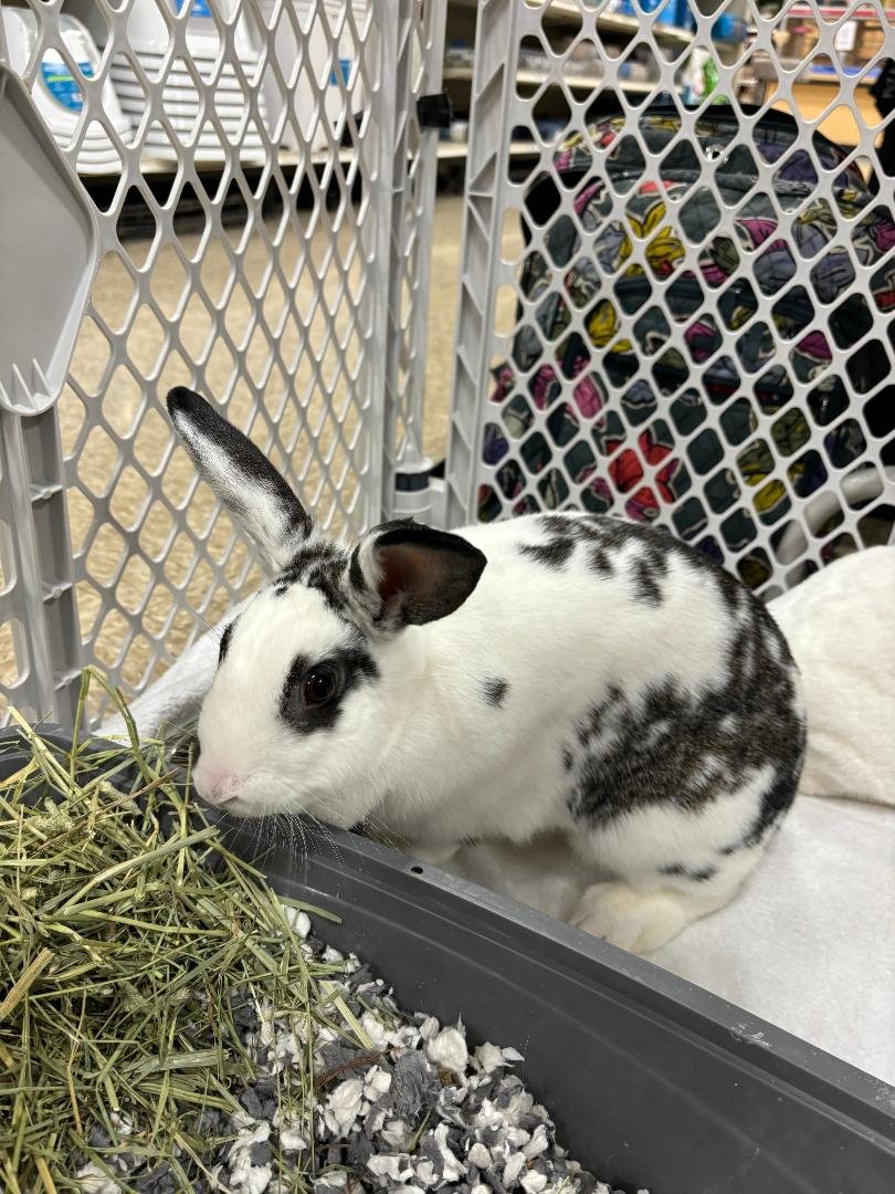 adoptable Rabbit in Hinckley, IL named Lily rabbit