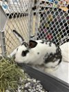 adoptable Rabbit in  named Lily (Rabbit)