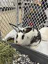 Lily (Rabbit)