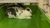 Lily (Rabbit)
