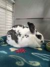 adoptable Rabbit in Hinckley, IL named Lily (Rabbit)