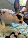Lily (Rabbit)