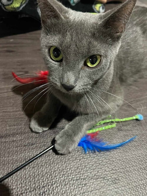 Addison