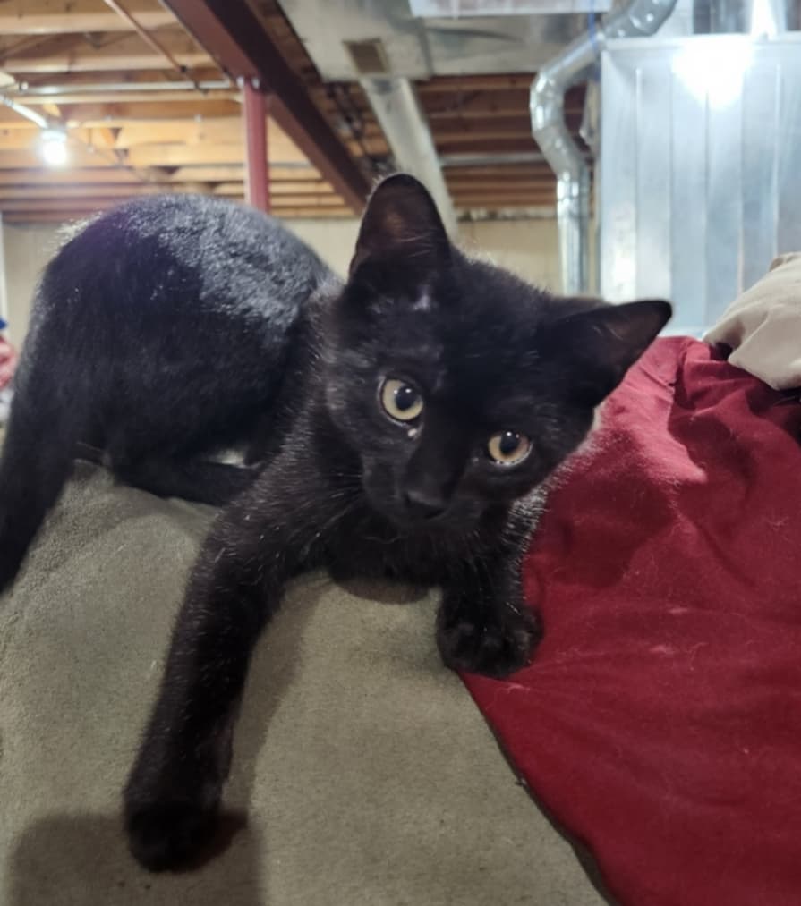 adoptable Cat in Hinckley, IL named Edward