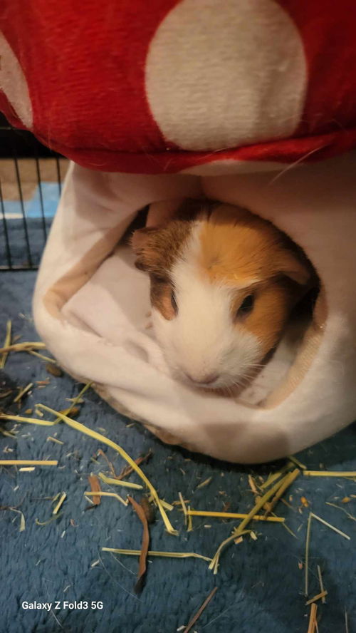 Suki