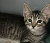 adoptable Cat in Hinckley, IL named Cullen