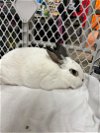 adoptable Rabbit in  named Meadow