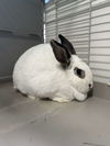 adoptable Rabbit in Hinckley, IL named Meadow