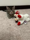 Mogwai