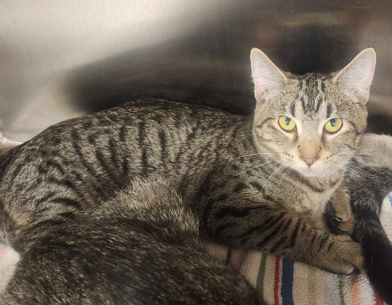 adoptable Cat in Hinckley, IL named Mogwai