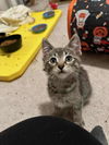 Gizmo