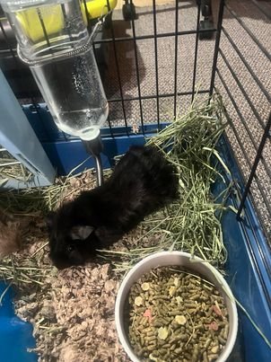 adoptable Guinea Pig in Hinckley, IL named Toffee and Truffle