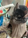 adoptable Chinchilla in  named Tito and Goose