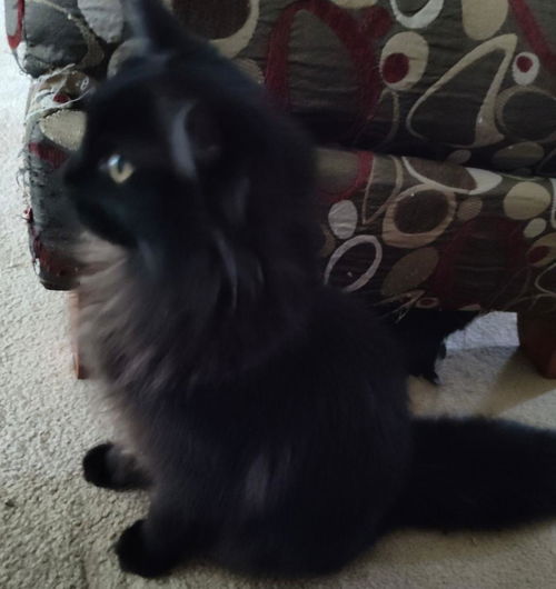remy