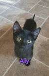 adoptable Cat in Hinckley, IL named Ally