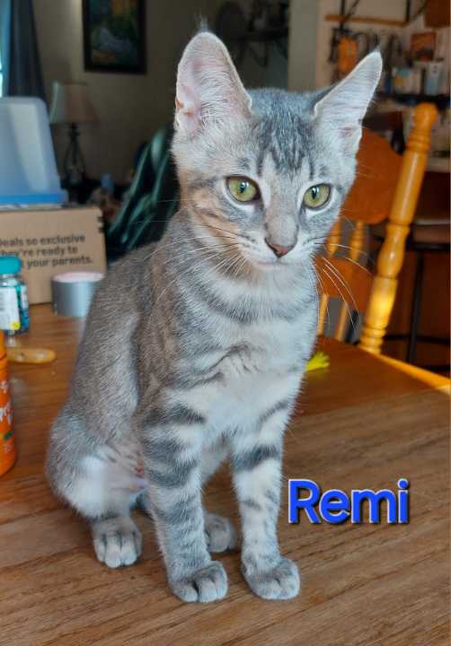 adoptable Cat in Hinckley, IL named Demi