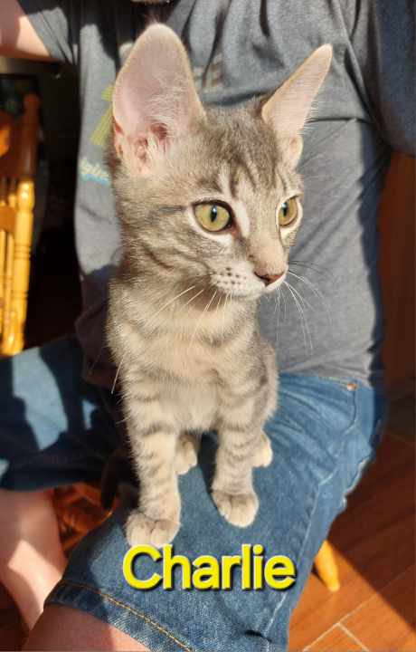 adoptable Cat in Hinckley, IL named Charlee