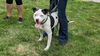 adoptable Dog in Hinckley, IL named Clyde