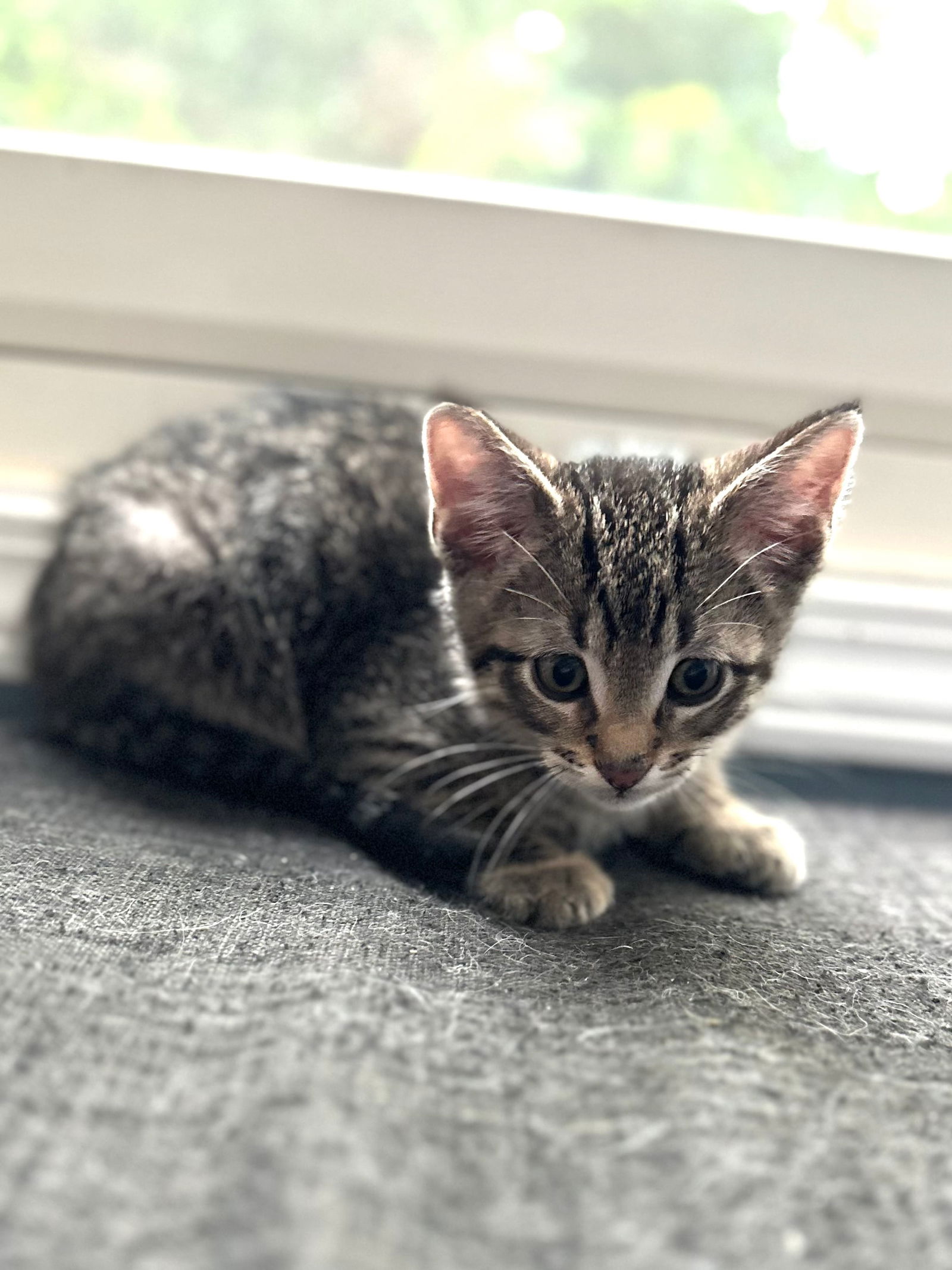 adoptable Cat in Hinckley, IL named Malak