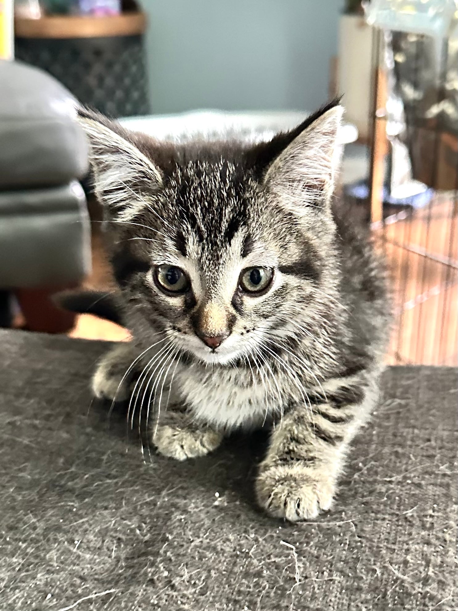 adoptable Cat in Hinckley, IL named Molly