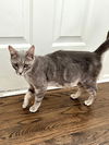 adoptable Cat in Hinckley, IL named Misty