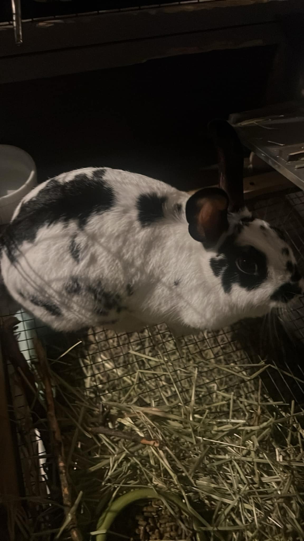 adoptable Rabbit in Hinckley, IL named Valentine