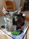 adoptable Cat in Hinckley, IL named Polly