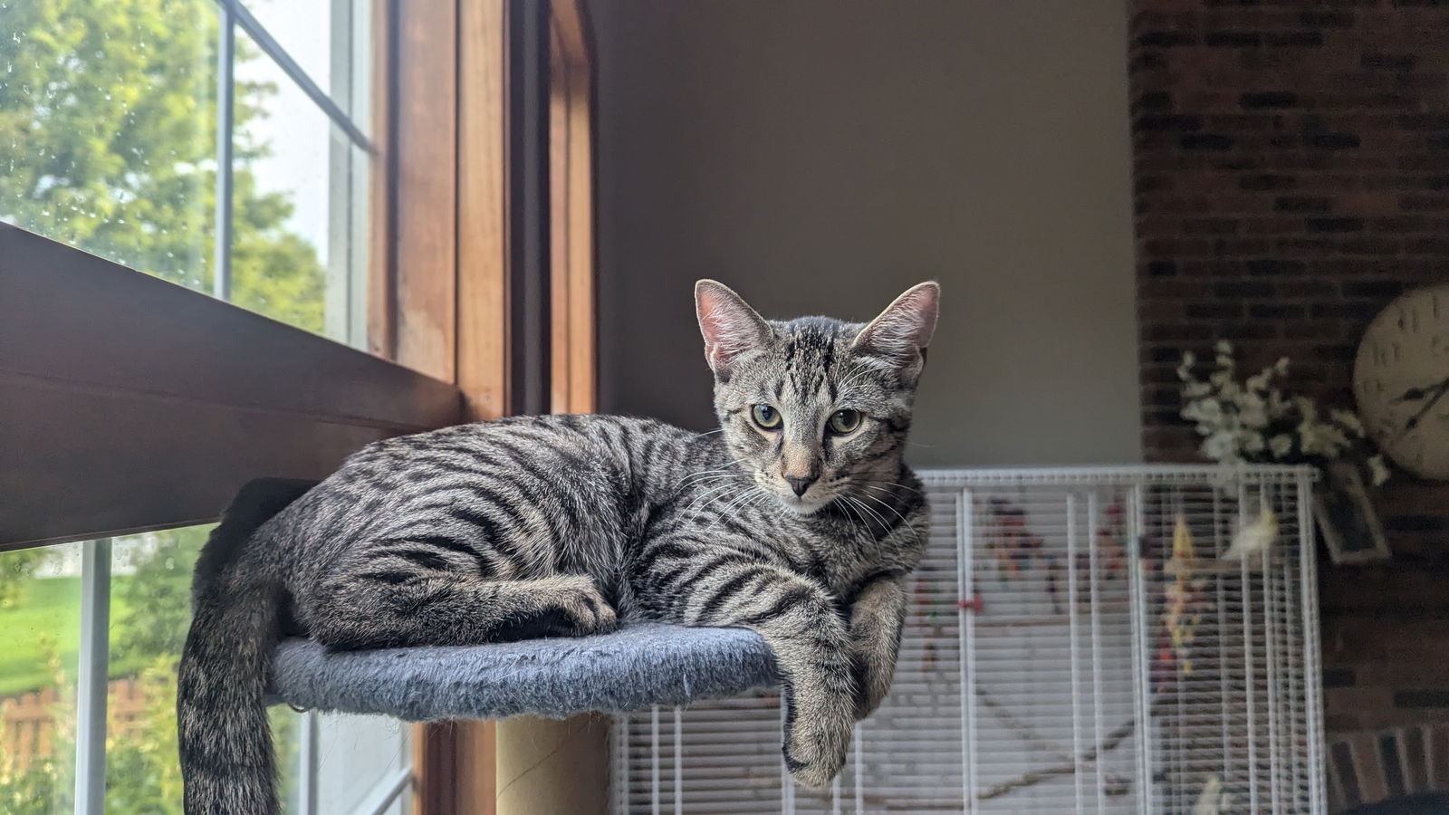 adoptable Cat in Hinckley, IL named Buttercup