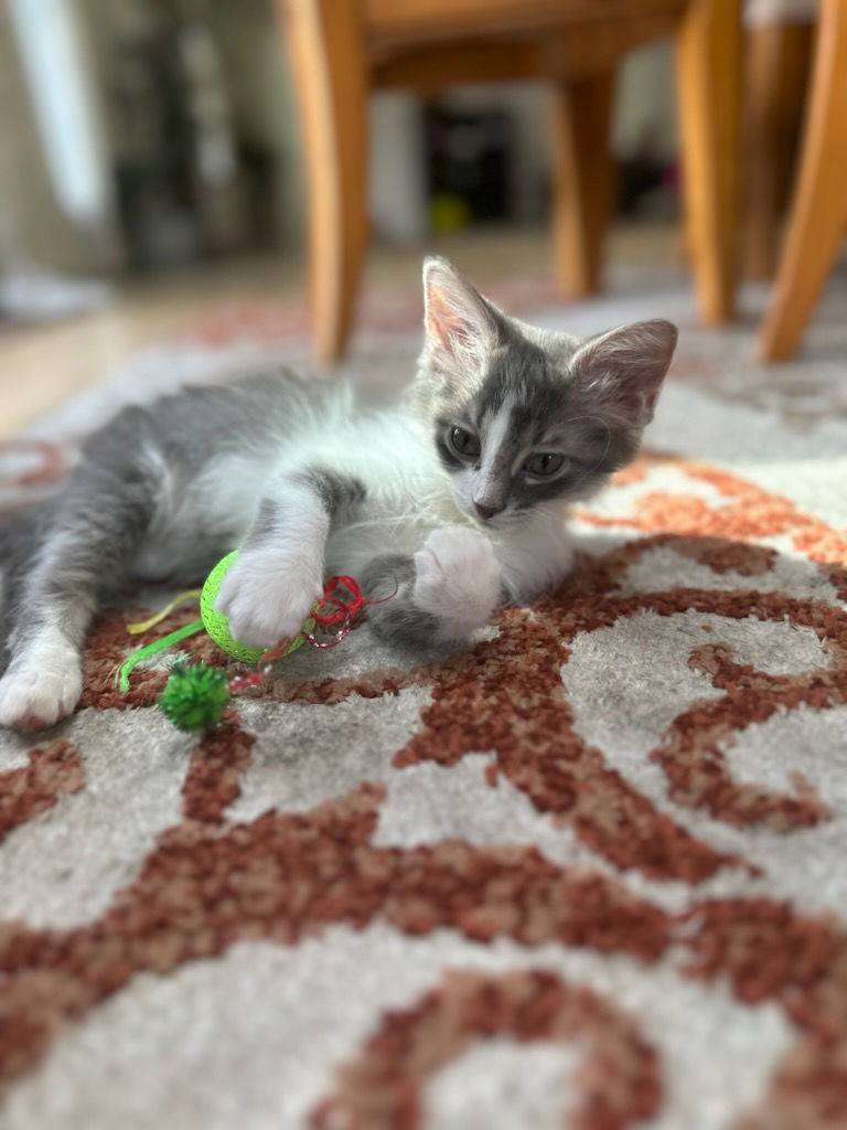 adoptable Cat in Hinckley, IL named Penn