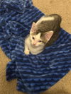 Eloise