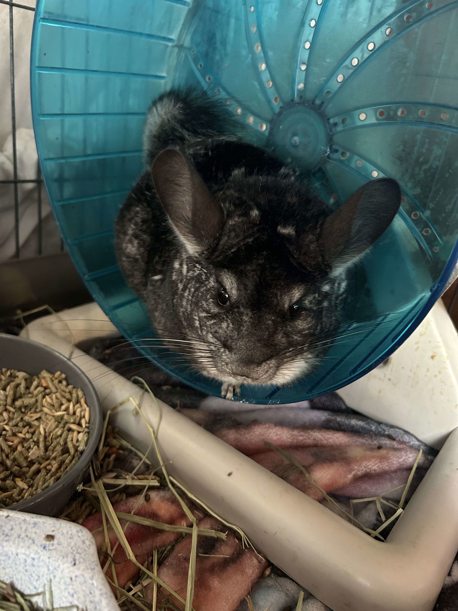 adoptable Chinchilla in Hinckley, IL named Remy