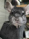 adoptable Chinchilla in  named Dustin