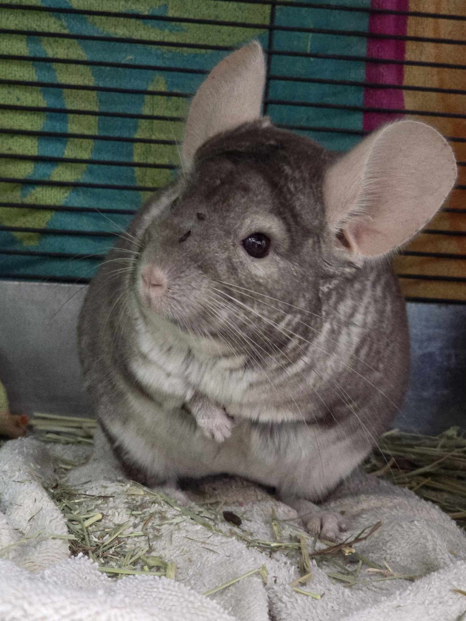 adoptable Chinchilla in Hinckley, IL named Peppa