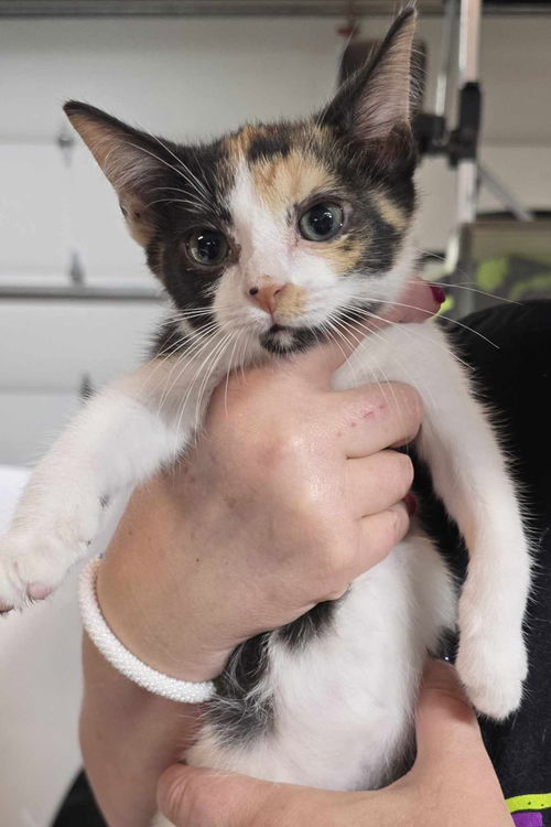 Jezebel