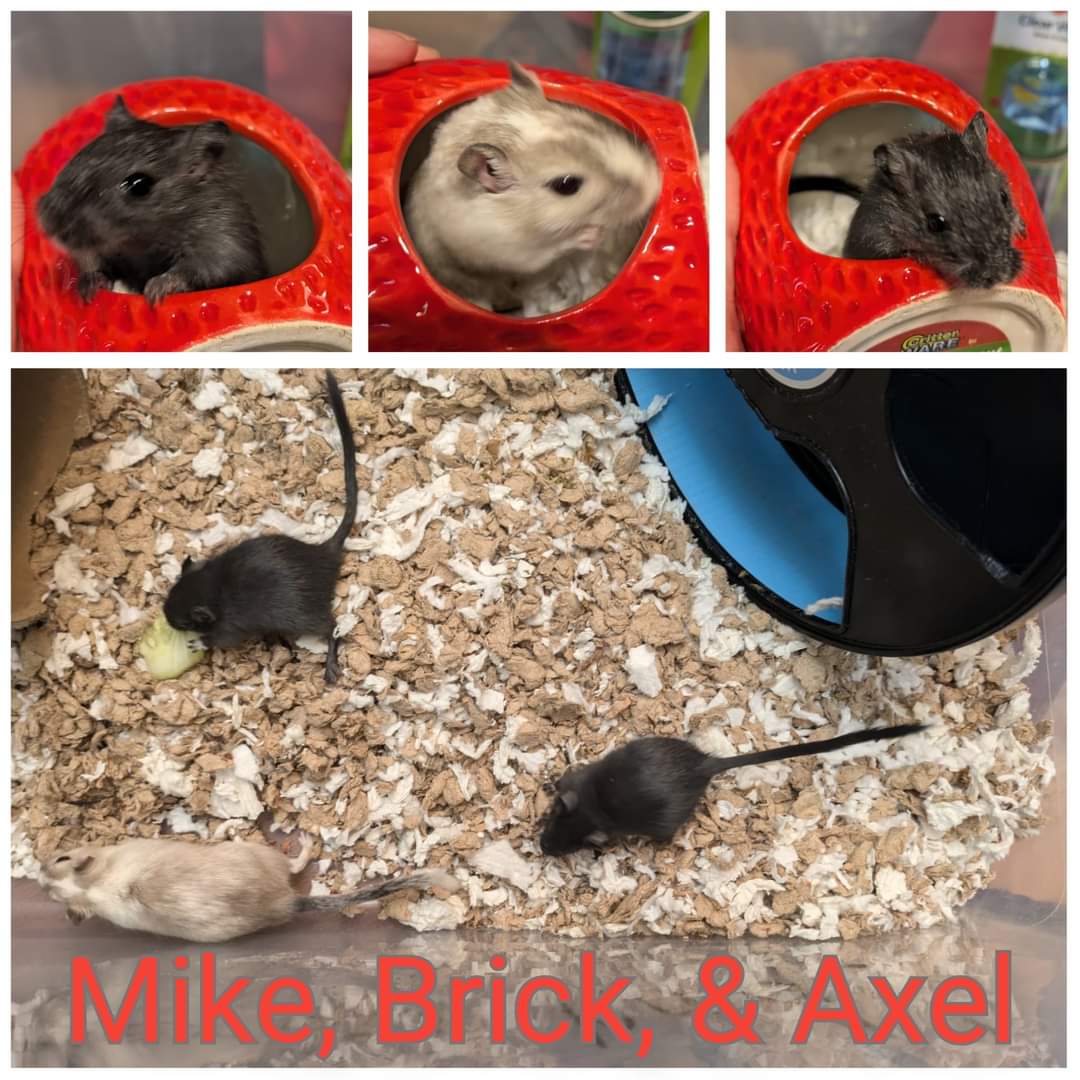 adoptable Gerbil in Hinckley, IL named Mike, Axel, and Brick